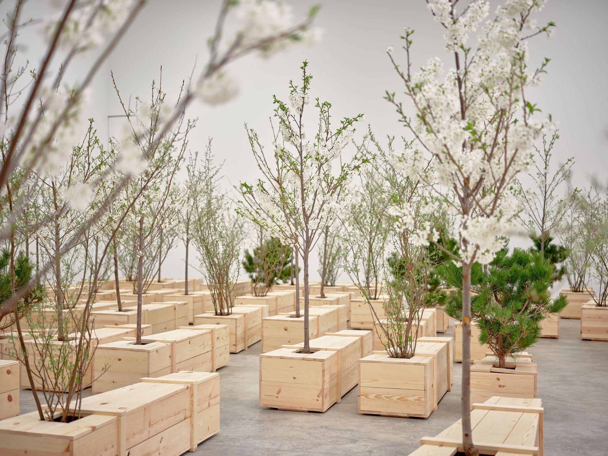 Rows of small flowering trees and pines planted in simple wooden crates, arranged in a grid across a gallery floor with white walls.