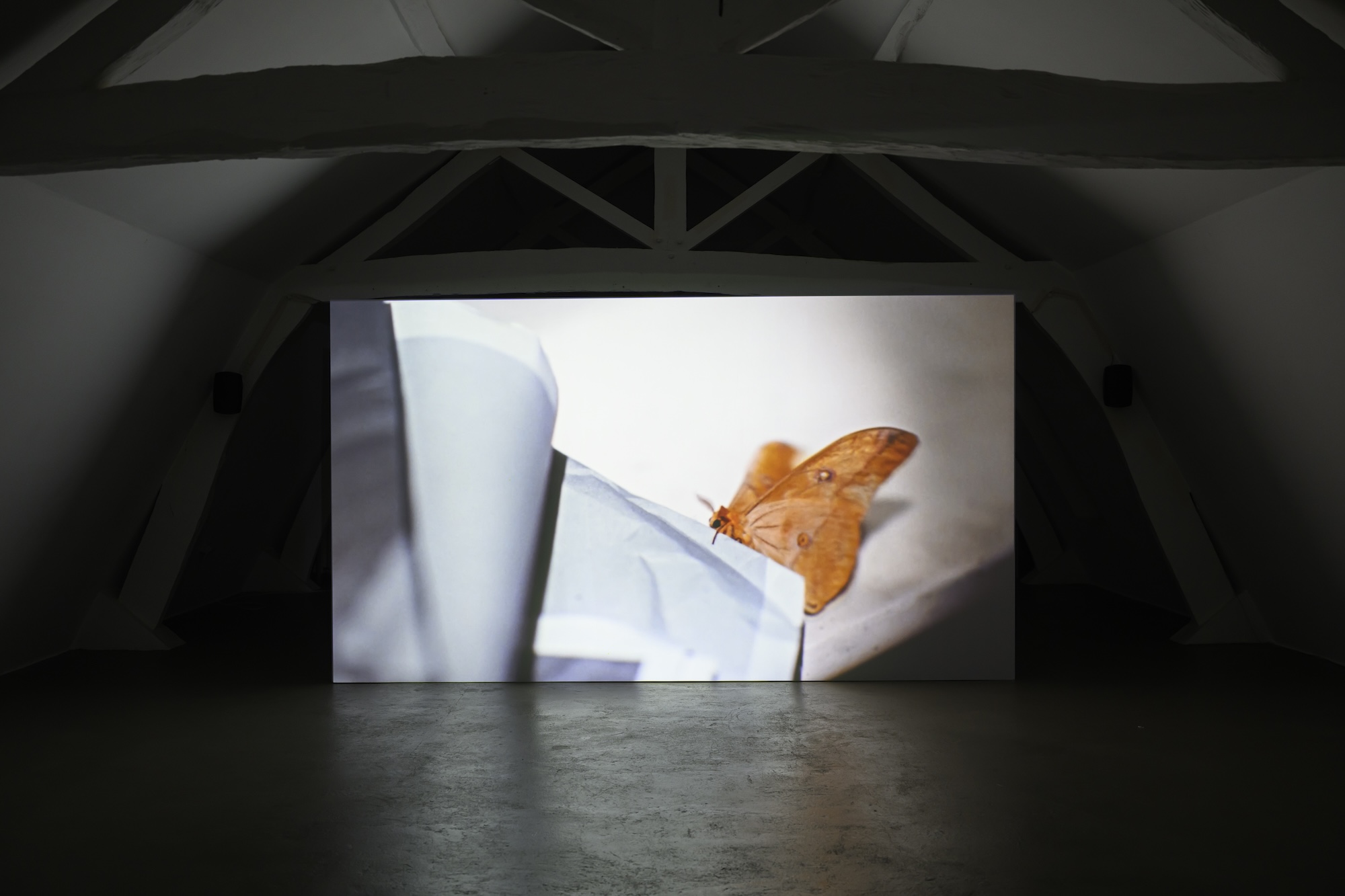 Installation view of a large video projection in a dark, vaulted gallery. The projected image shows an orange moth perched on the edge of a pale fabric-covered surface.