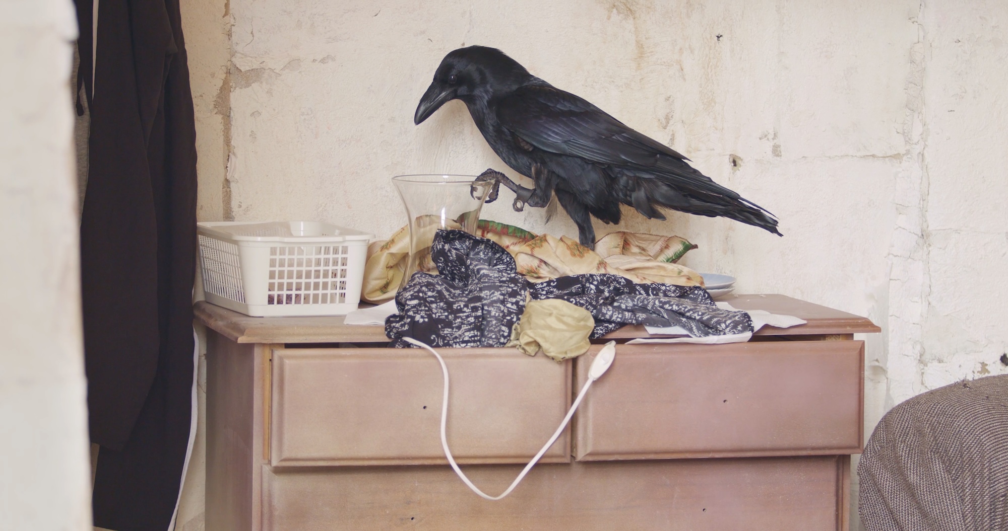 A large black raven stands atop a cluttered wooden dresser, one foot resting on the rim of a glass vessel. Clothing, baskets, dishes, and an electrical cord are scattered across the dresser against a worn plaster wall.