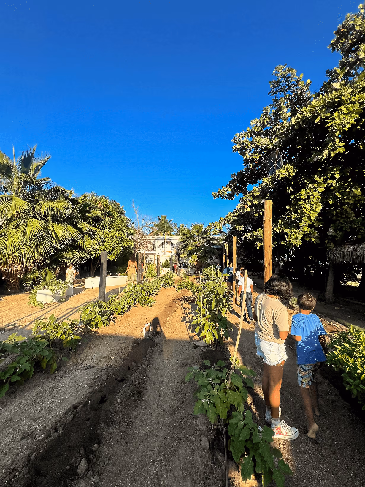 Personas, incluidos niños, caminando entre hileras de plantas verdes en un jardín soleado con palmeras y un cielo azul claro.