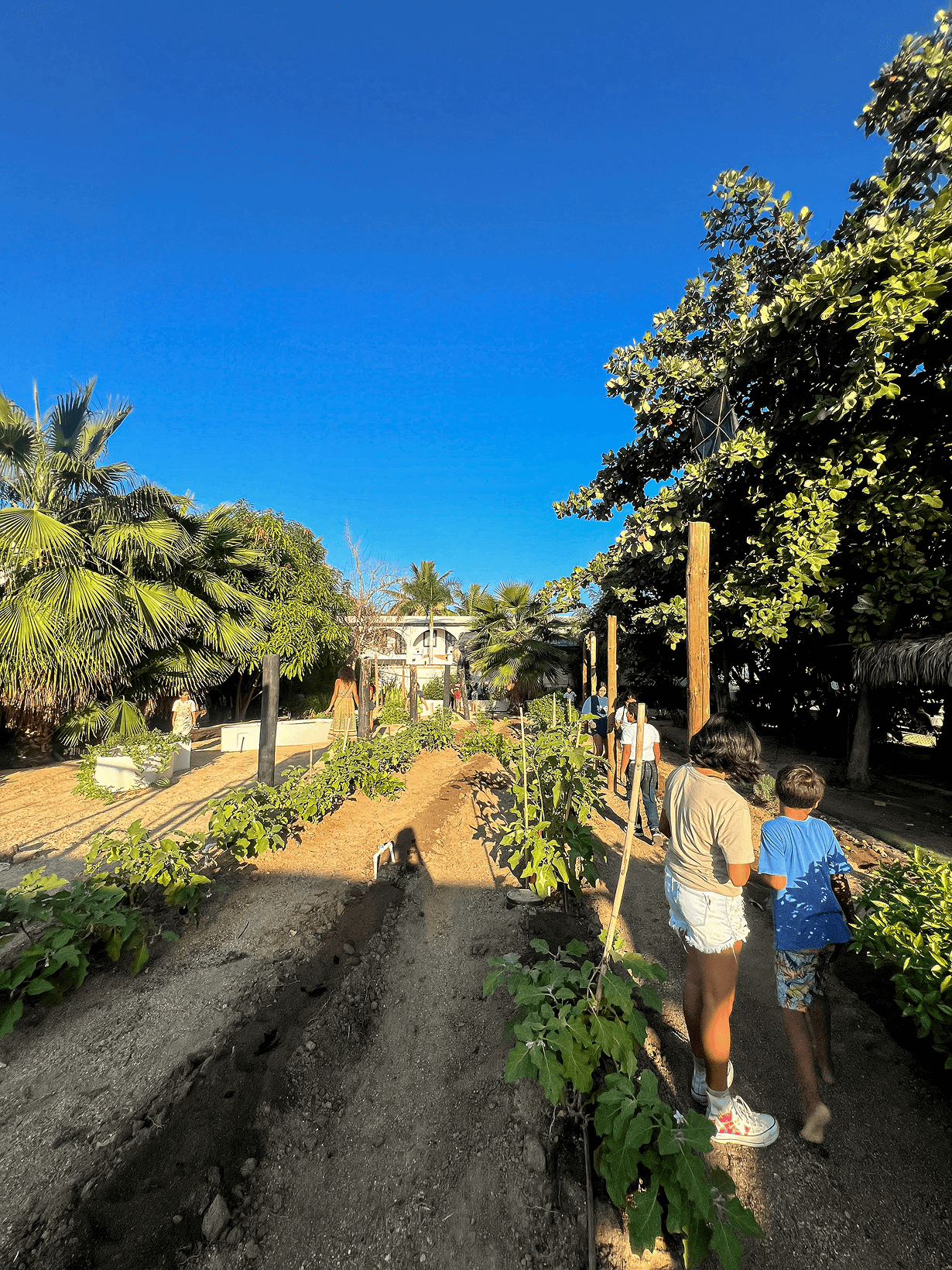 Personas, incluidos niños, caminando entre hileras de plantas verdes en un jardín soleado con palmeras y un cielo azul claro.
