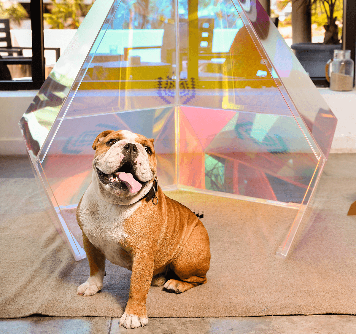 Smiling brown and white bulldog sitting indoors on a beige carpet in front of a transparent, geometric acrylic pet tent.