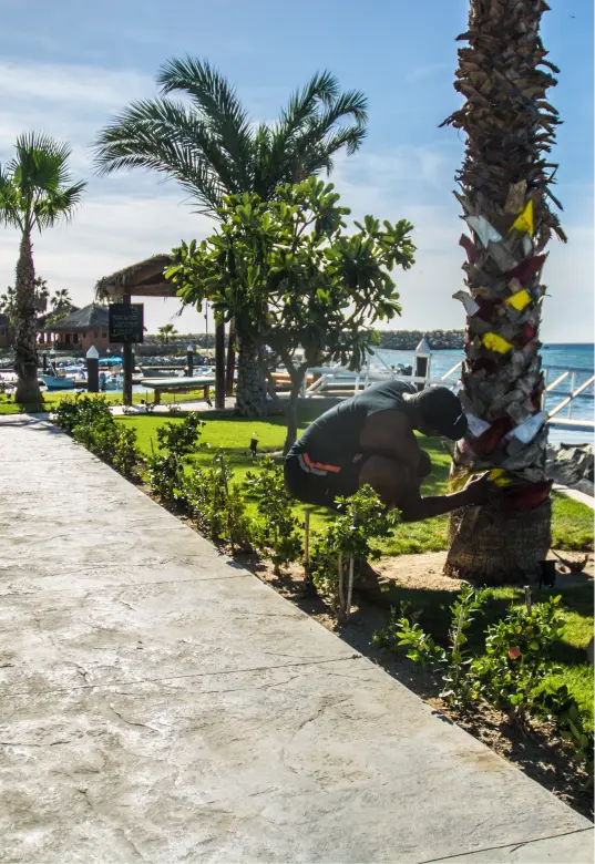 Una persona agachada decorando una palmera con cintas de colores cerca de un paseo marítimo bordeado de pequeñas plantas y árboles.