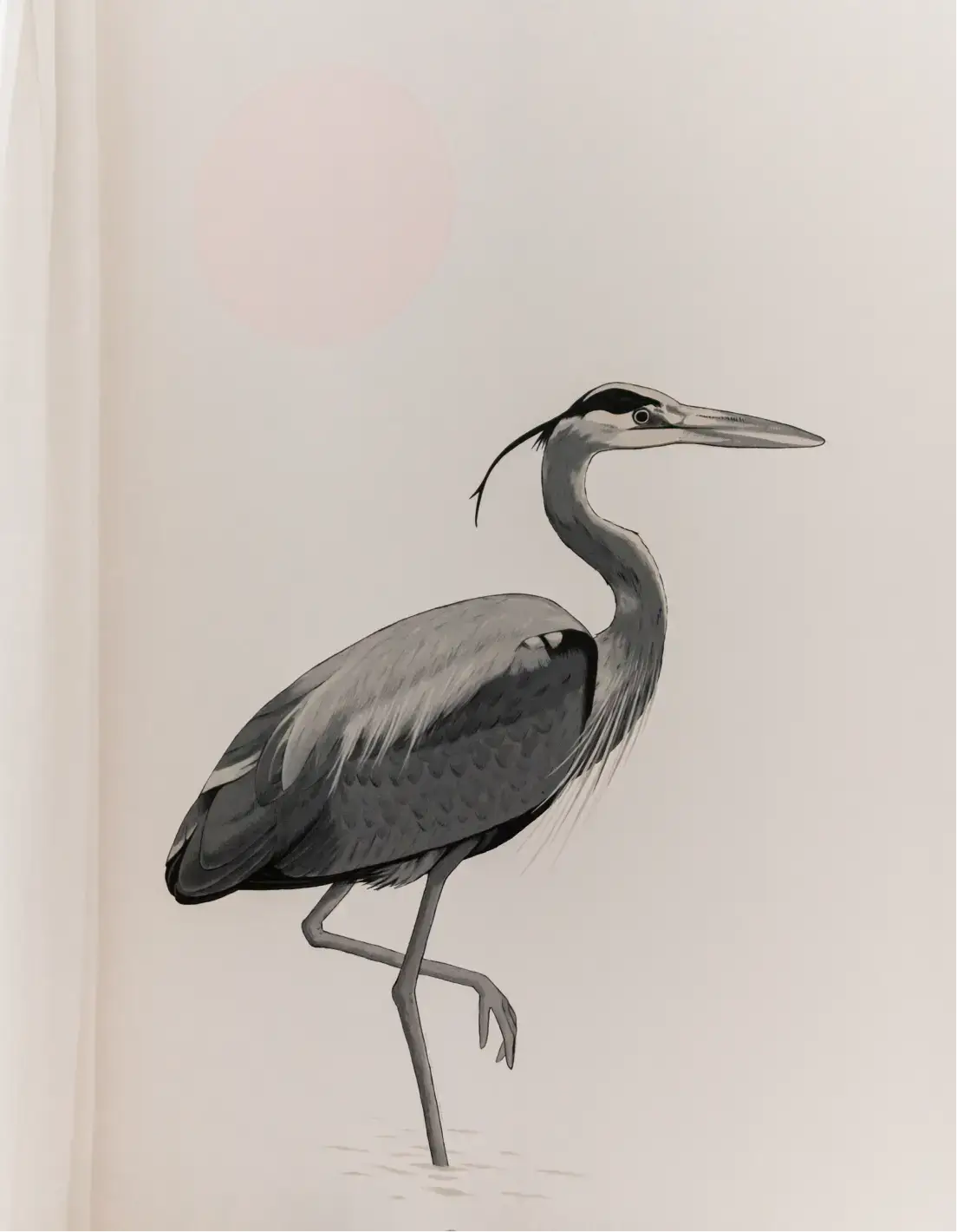 Garza real posada sobre una pata en aguas poco profundas con un fondo claro y neutro.