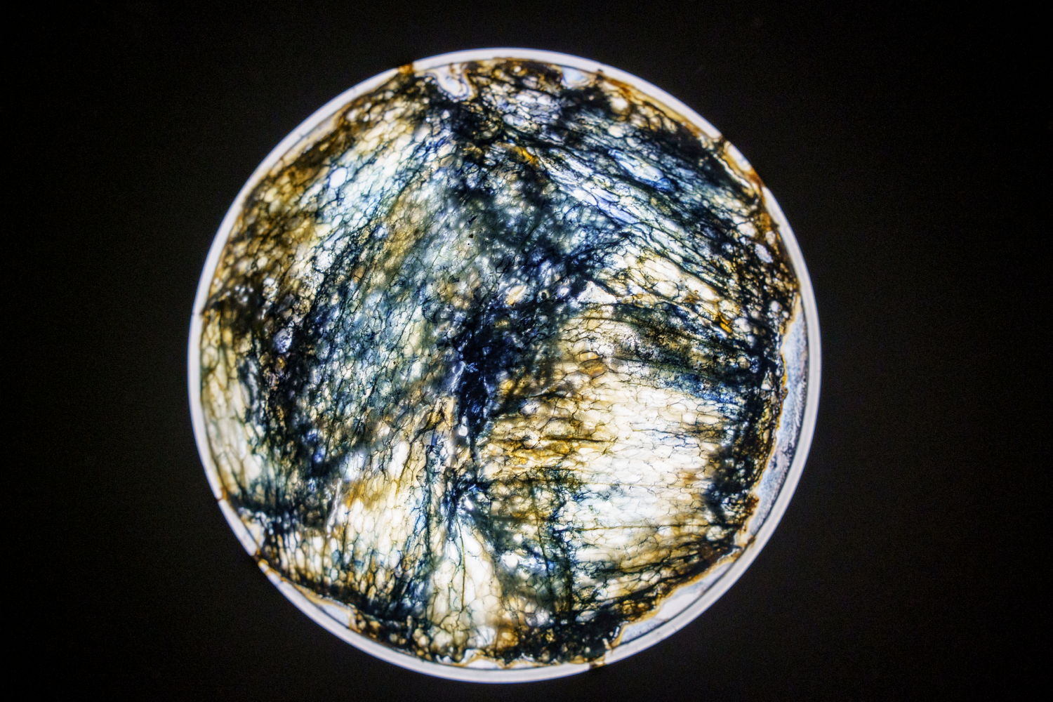 Microscopic view of a dark, textured biological or mineral sample with fibrous patterns in a circular frame.