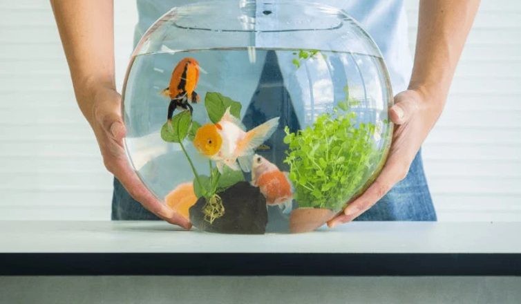 Person carefully holding fish bowl with goldfish for safe moving and relocation