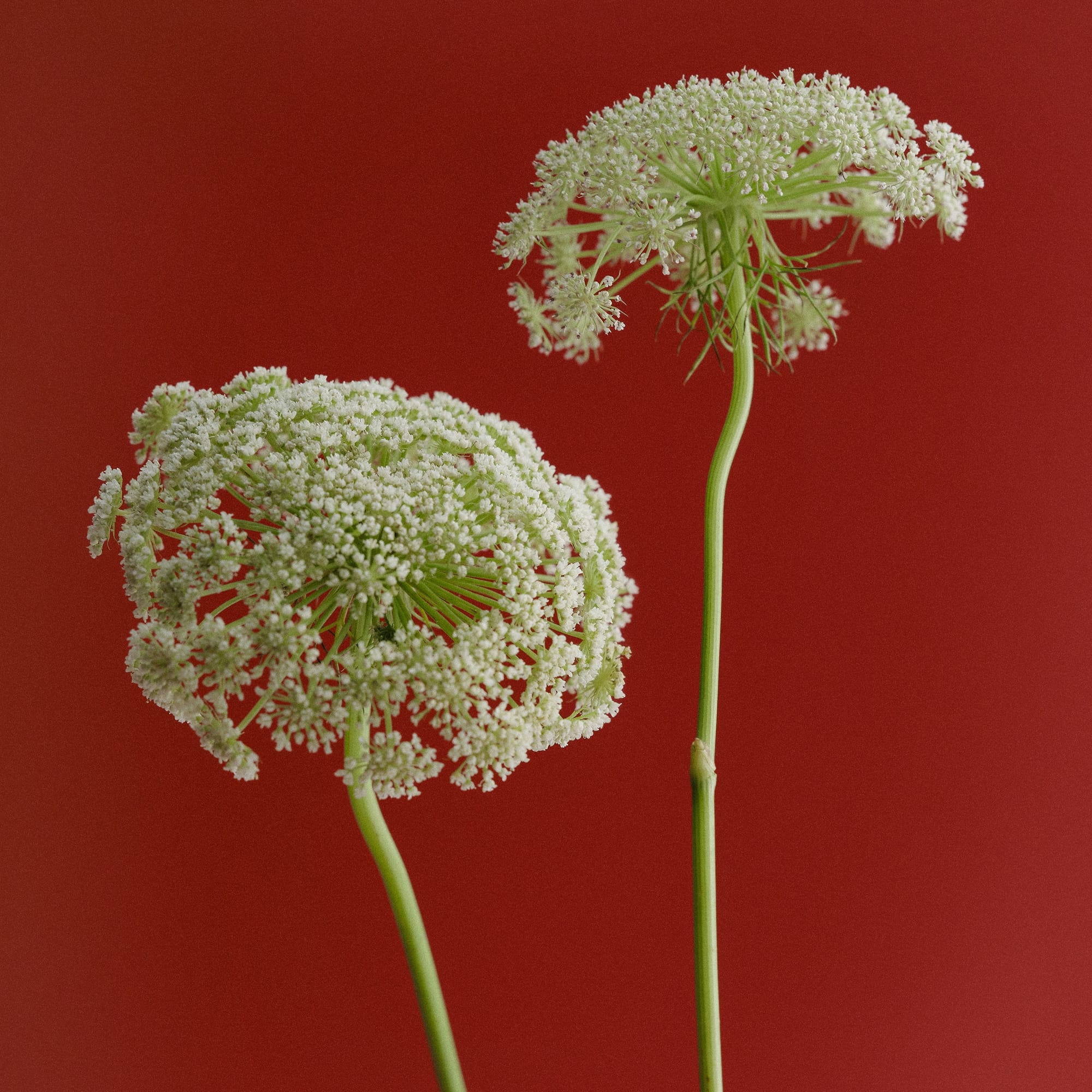 Two white Queen Anne's lace flowers with green stems against a solid red background.