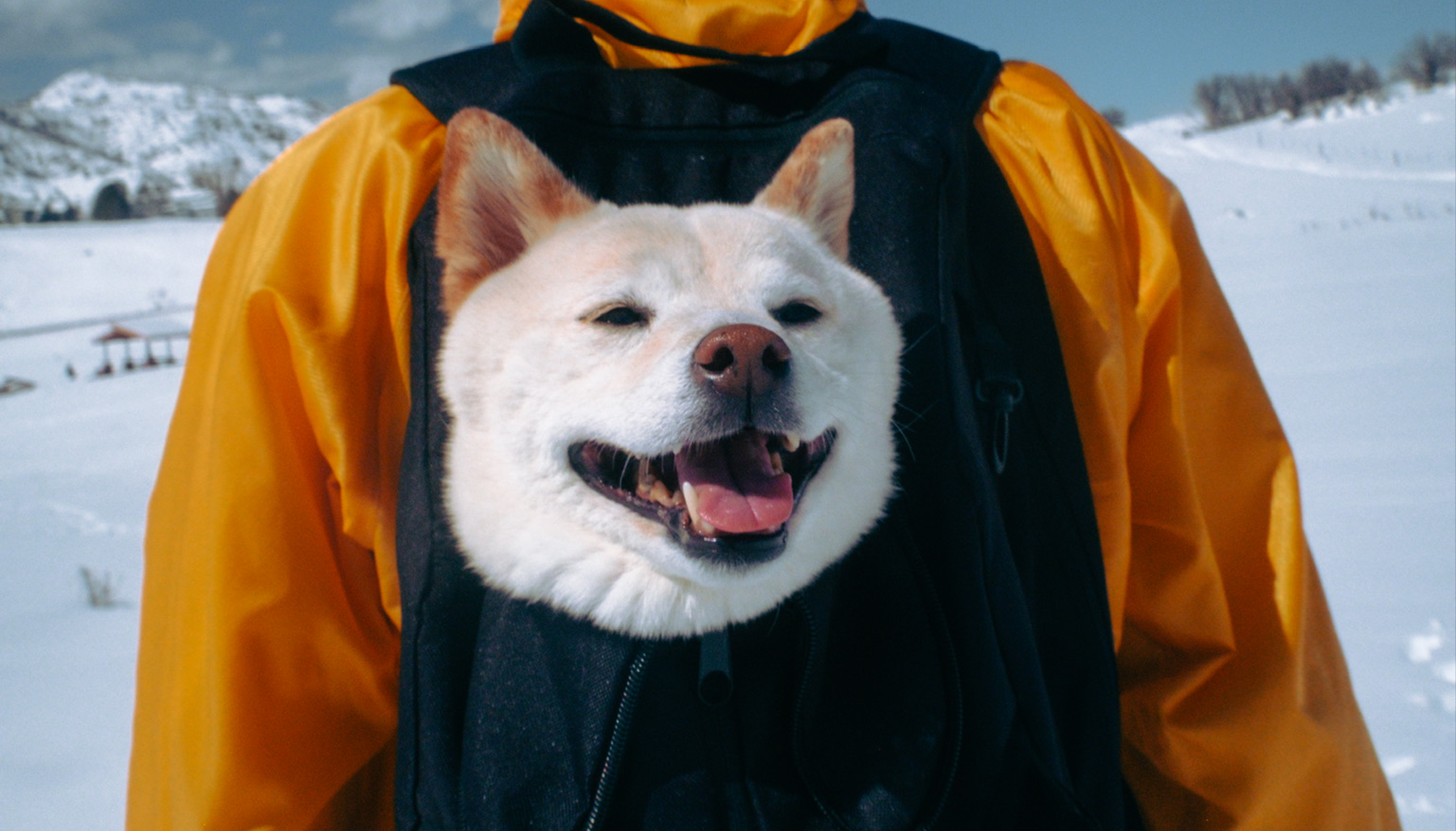 Shiba Inu in Pet Backpack