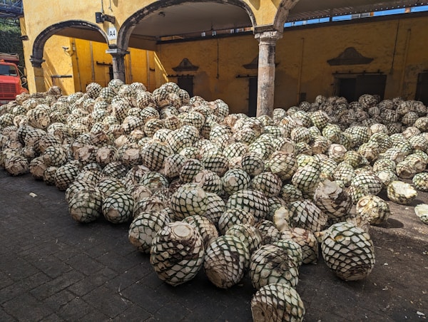 Cosecha de piñas de agave