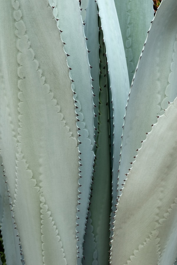 Pureza del mezcal