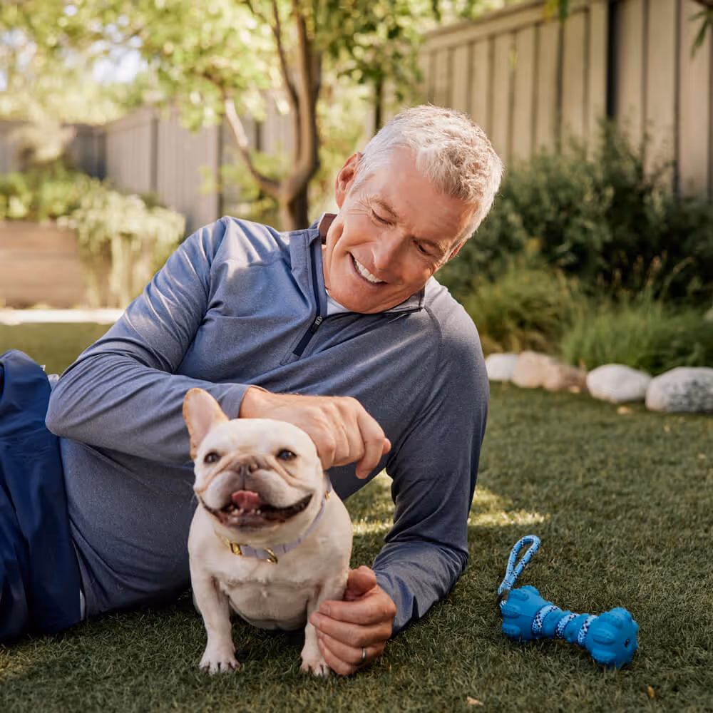 Man lies on the grass petting a happy French bulldog in a sunny backyard.