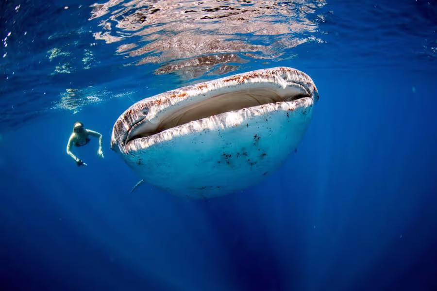 Diver swimming along side a whale