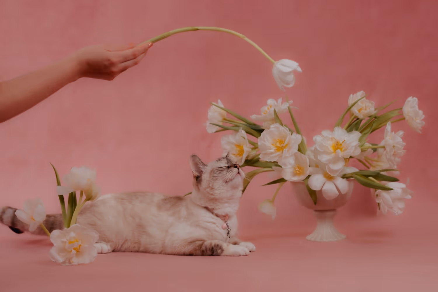 Catguts by Chloe Ireland