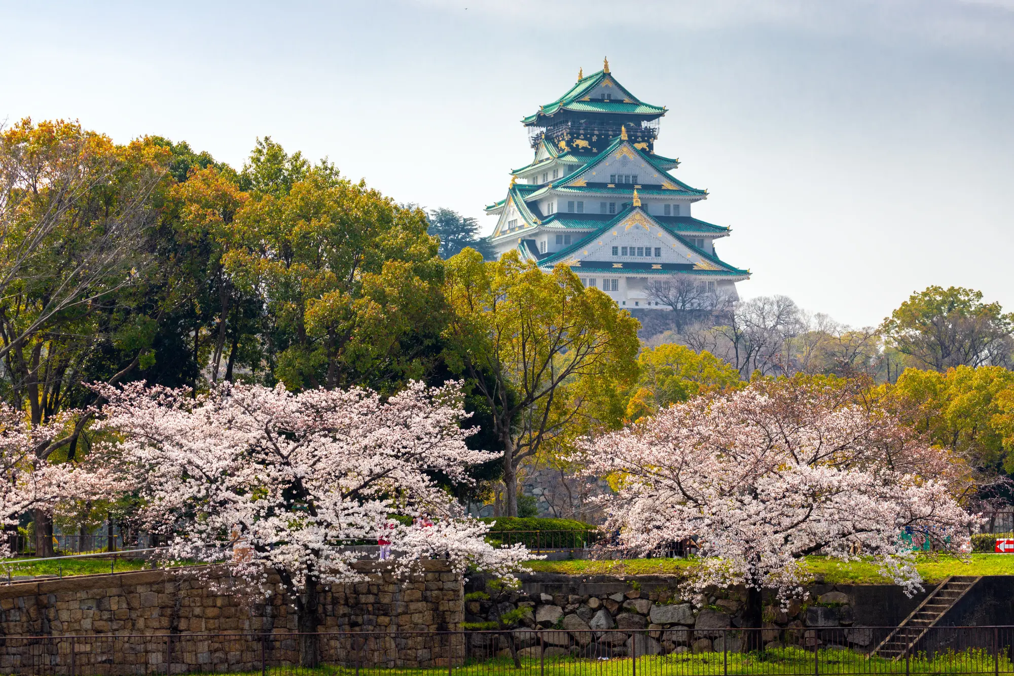 Discover Stunning Cherry Blossom Paradise: Your Complete Guide to Kansai's Most Spectacular Hanami Destinations