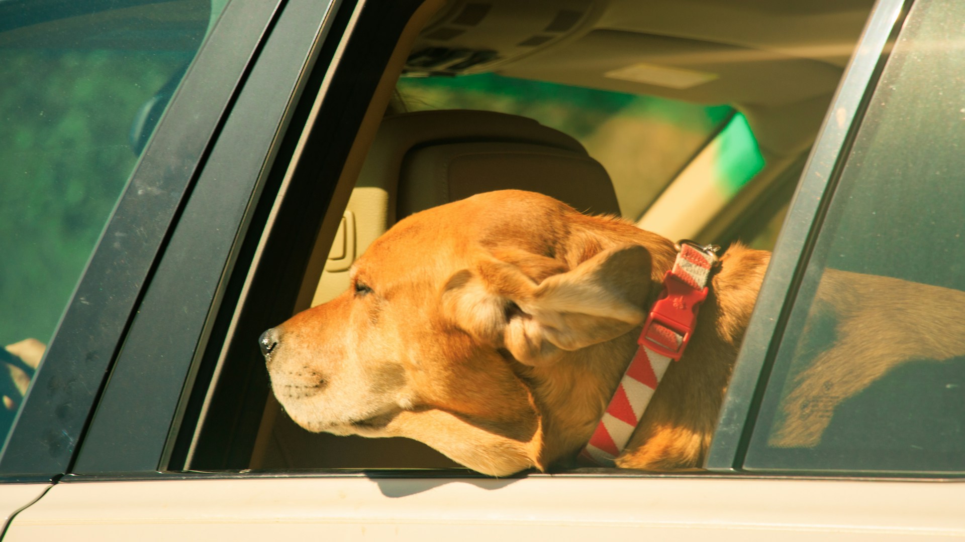 Dog sitting in car backseat looking out window for Uber Pet article