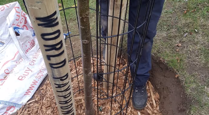 A tree being planted in the ground as part of the roll-out of new phone kiosks