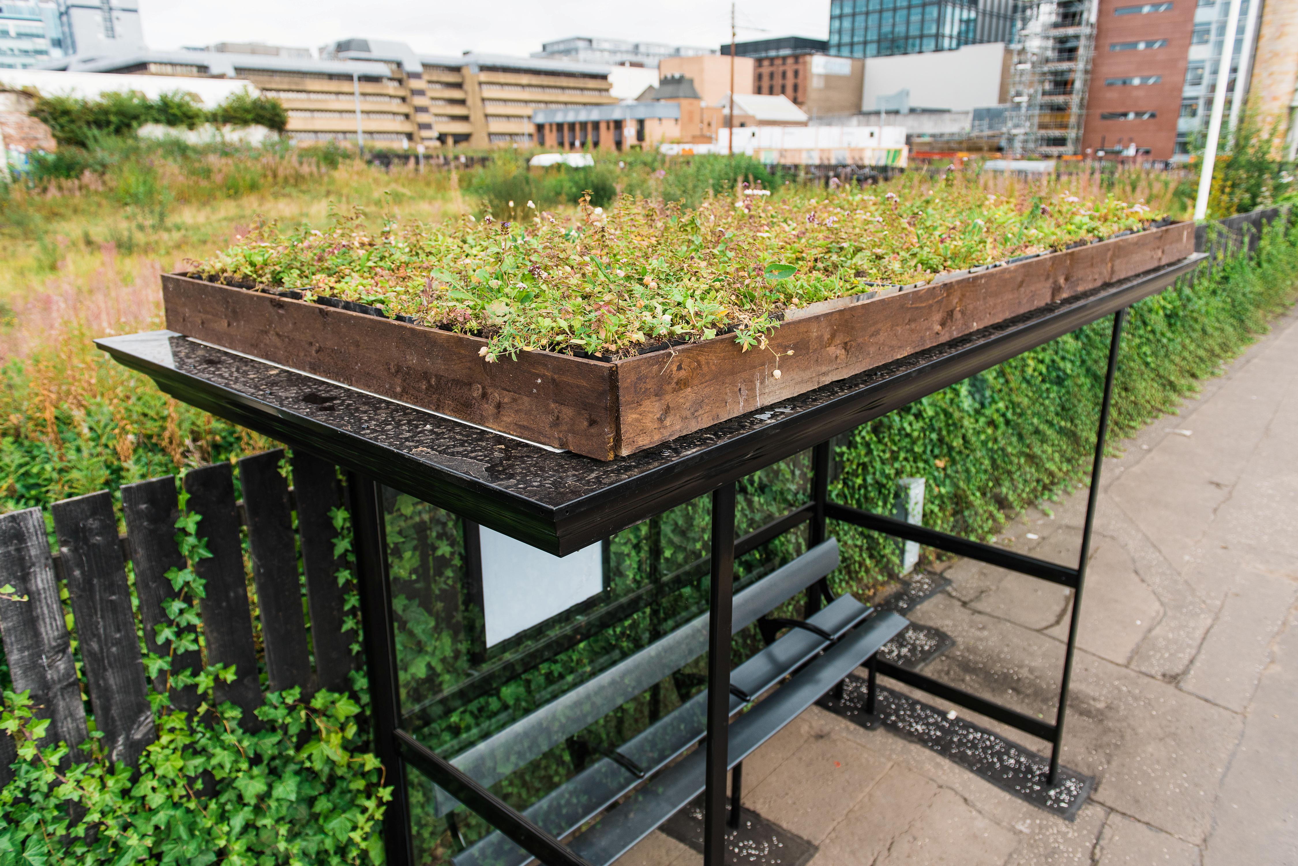 A bus shelter topped with a living roof of plants and wildflowers, set beside a pavement in an urban area.