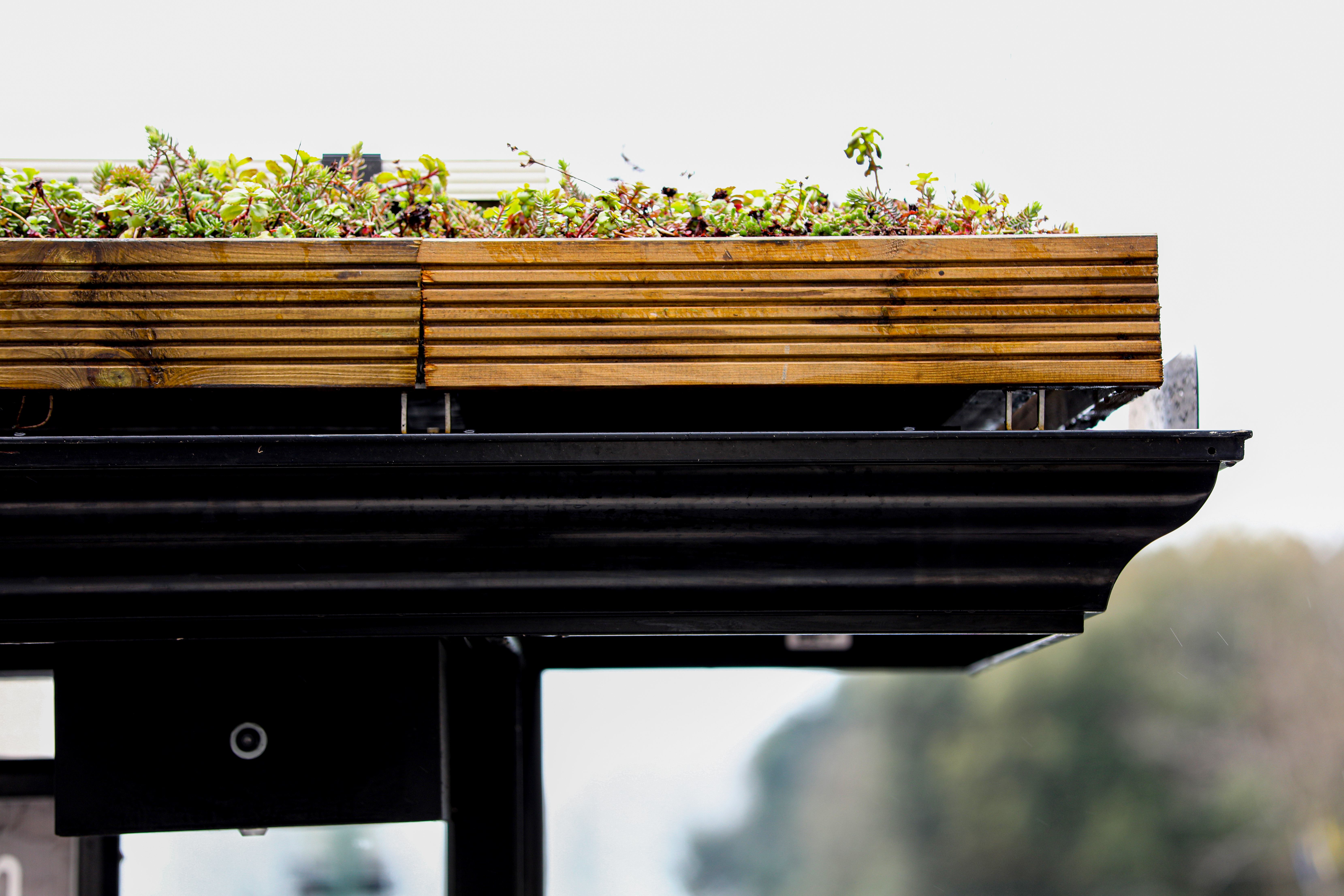 Close-up of a wooden planter forming a living roof on a black bus shelter, filled with low-growing greenery.