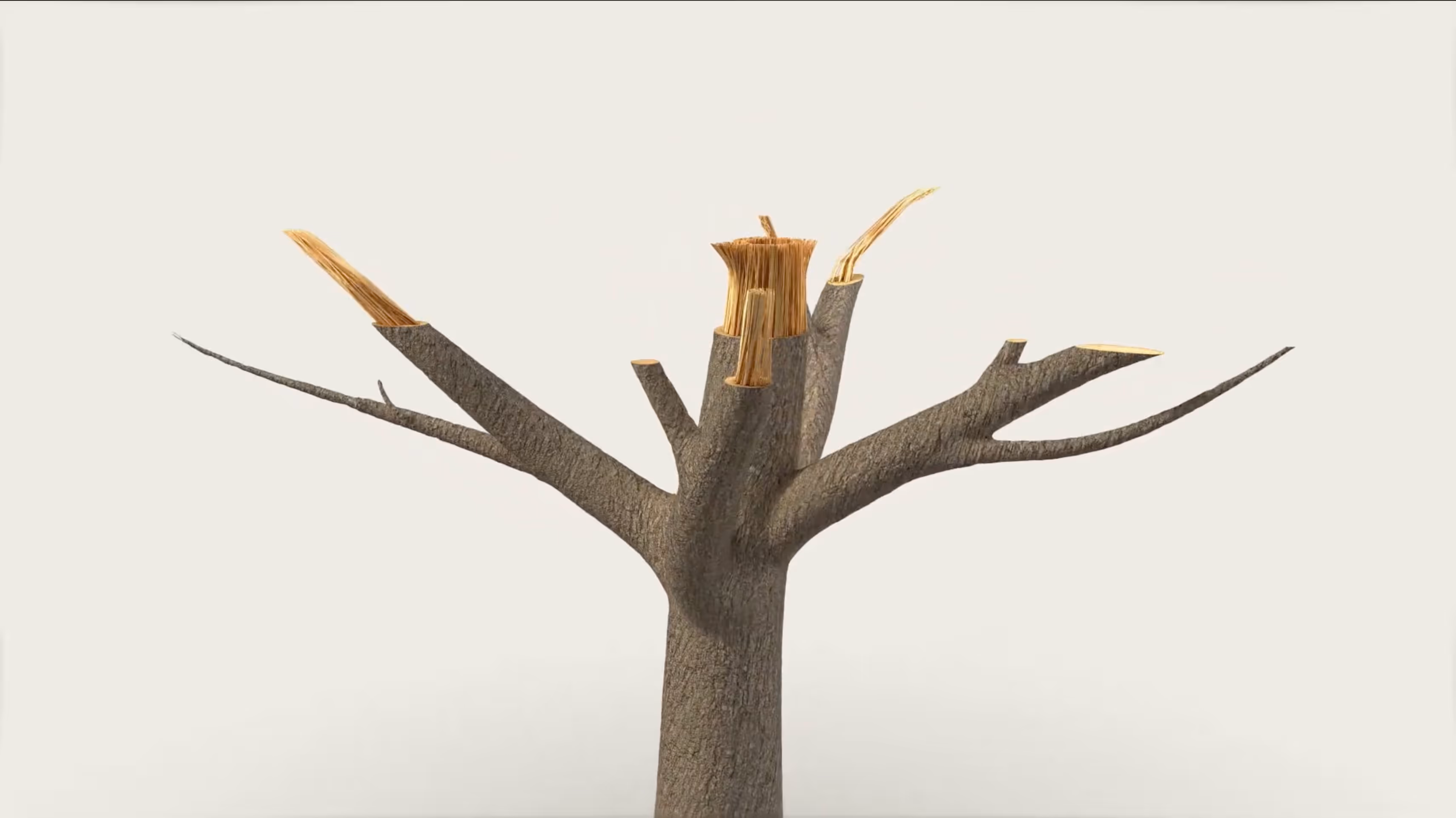 Tree trunk with several large broken branches showing exposed splintered wood ends.