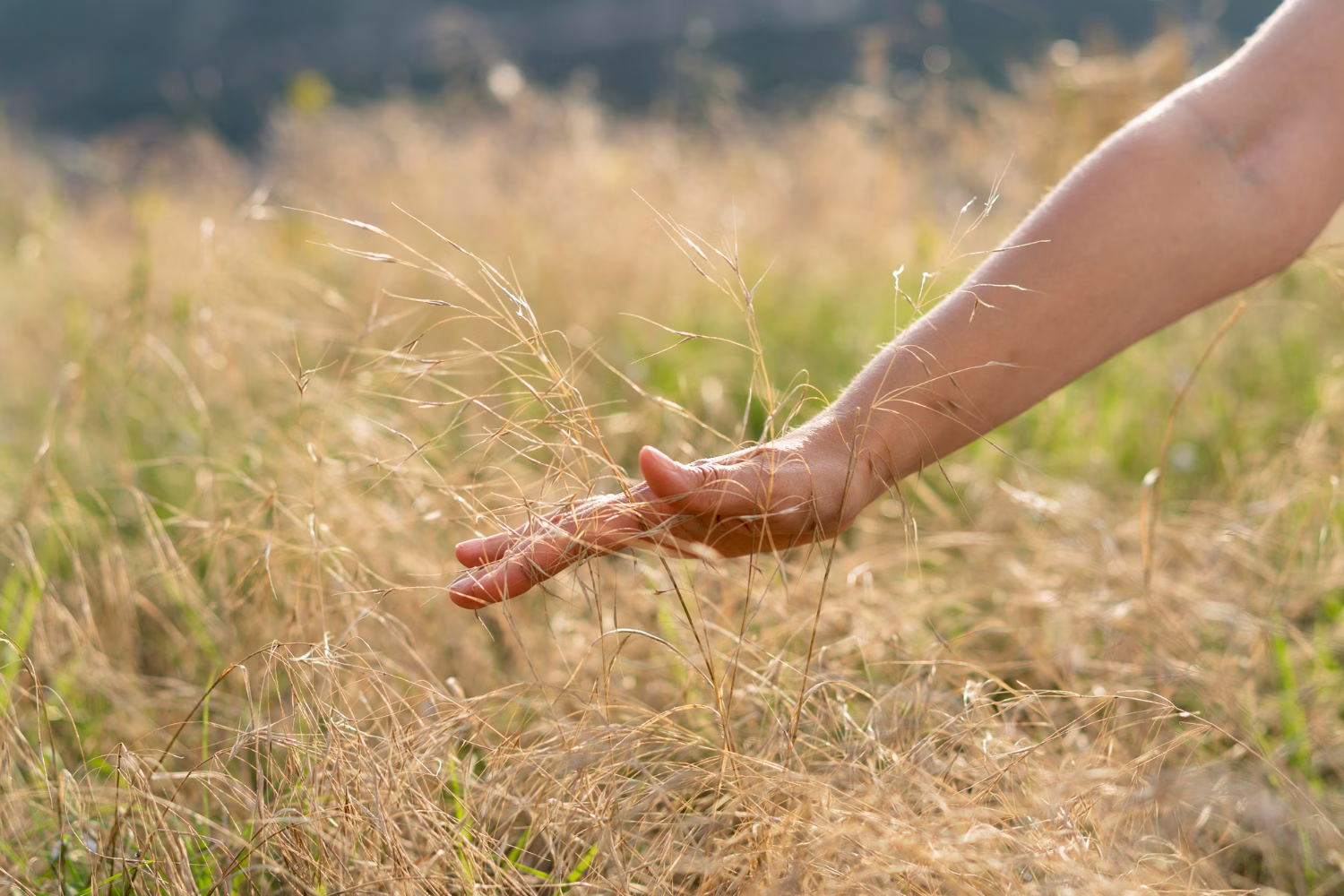 A hand gently touches dry grass in a sunlit field with blurred natural background.