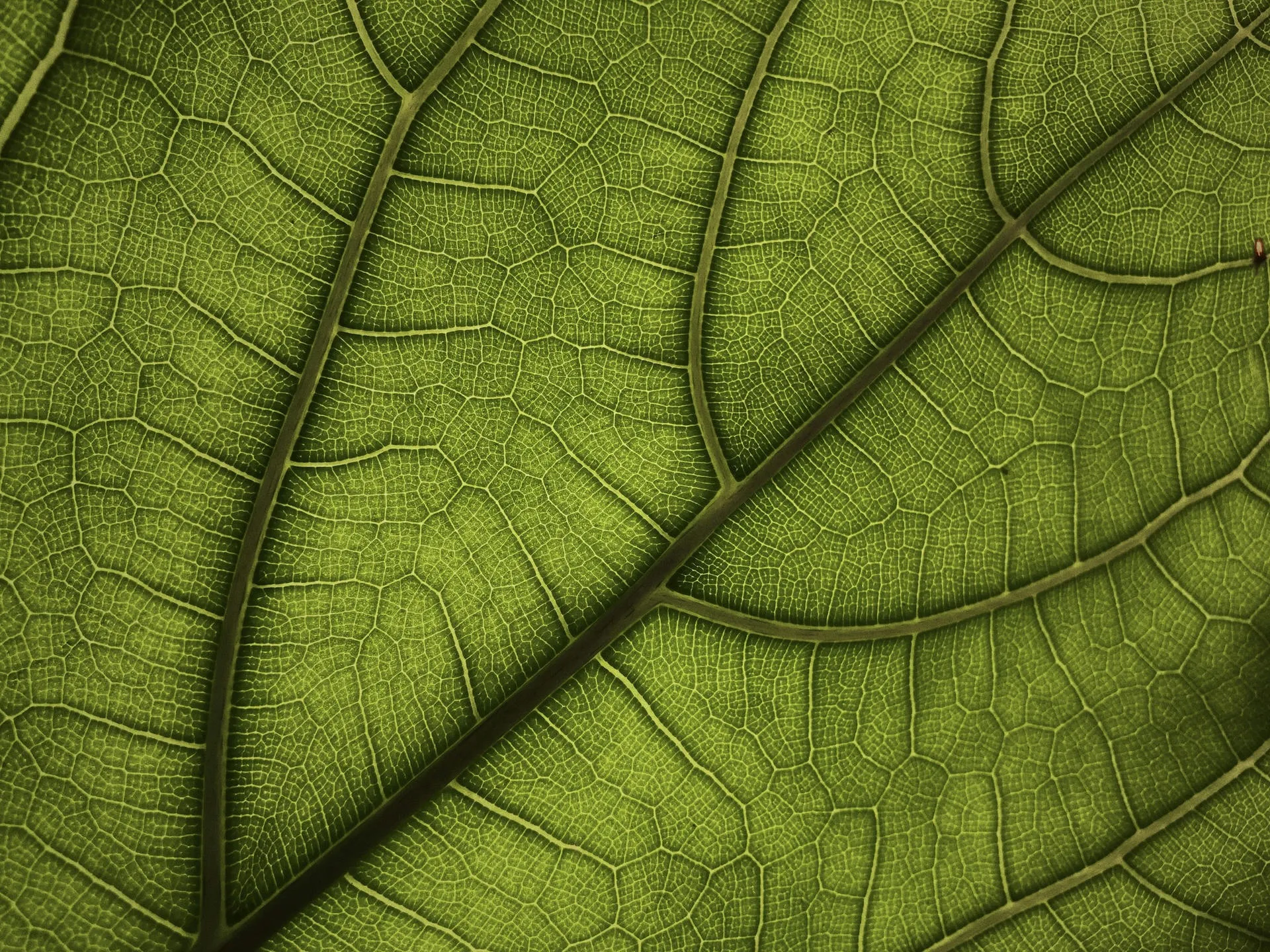 Nahaufnahme von einem grünen Blatt.