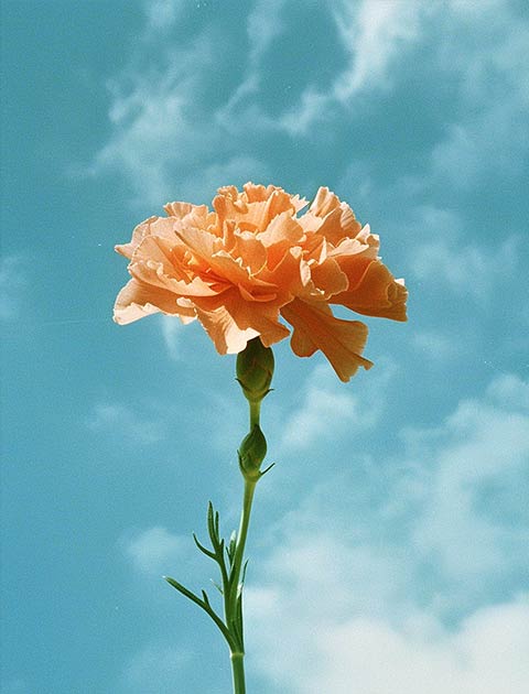 Single orange flower on the blue sky background.