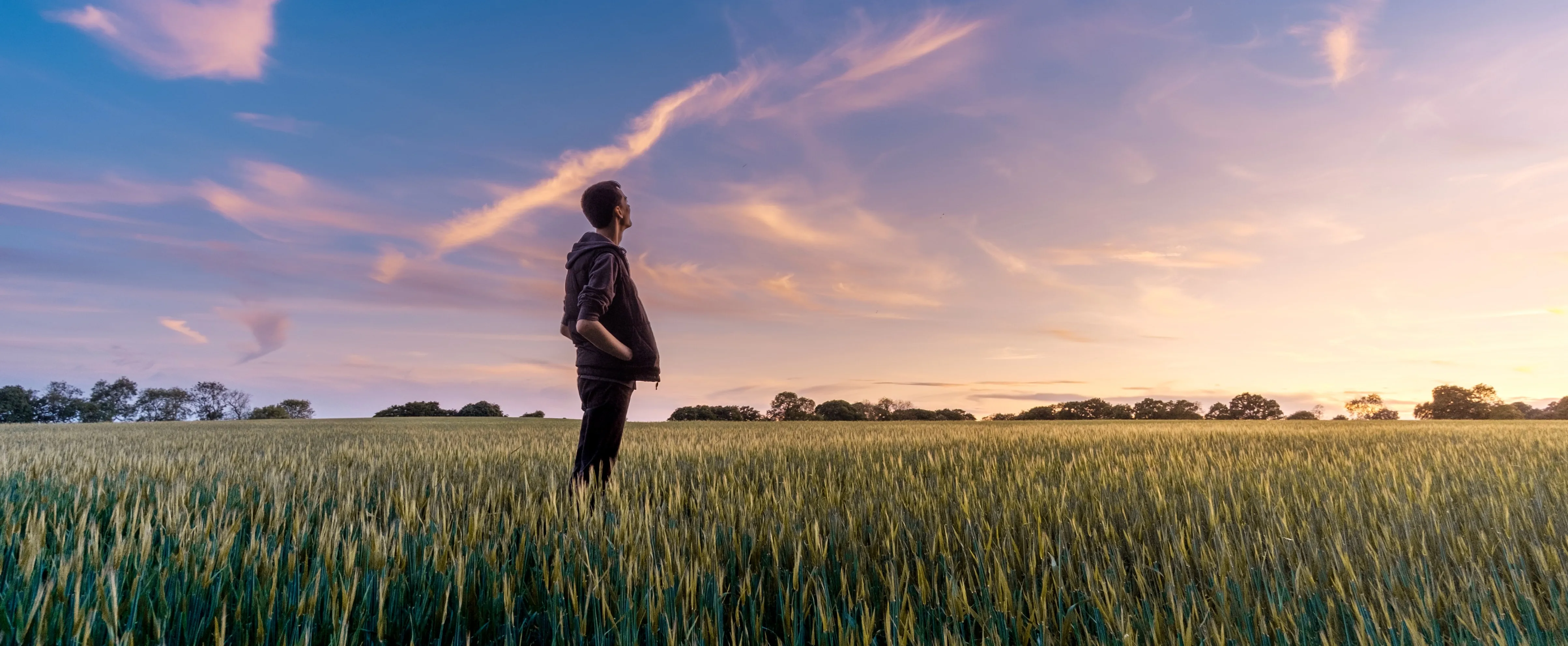 A horticultural scene - a man standing in a field of wheat watching the sunset