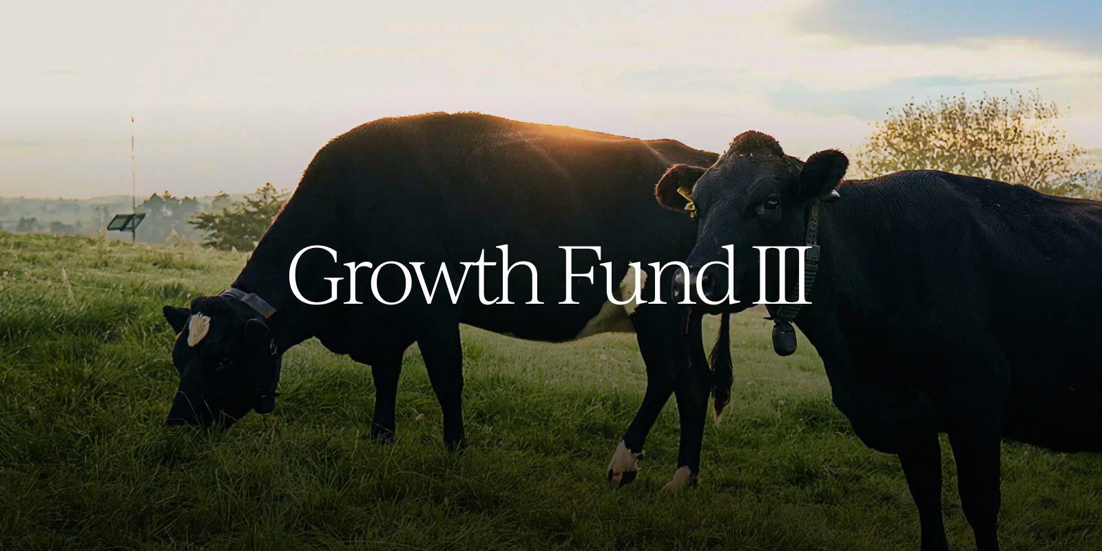 Growth Fund III
