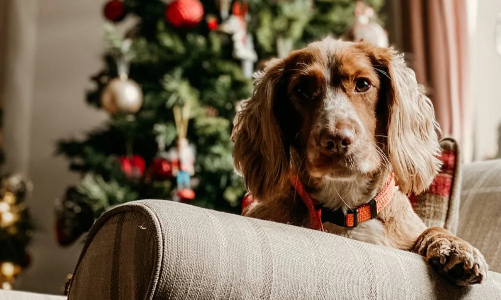 Your Downtown Lubbock Guide to Holiday Hosting in 2020