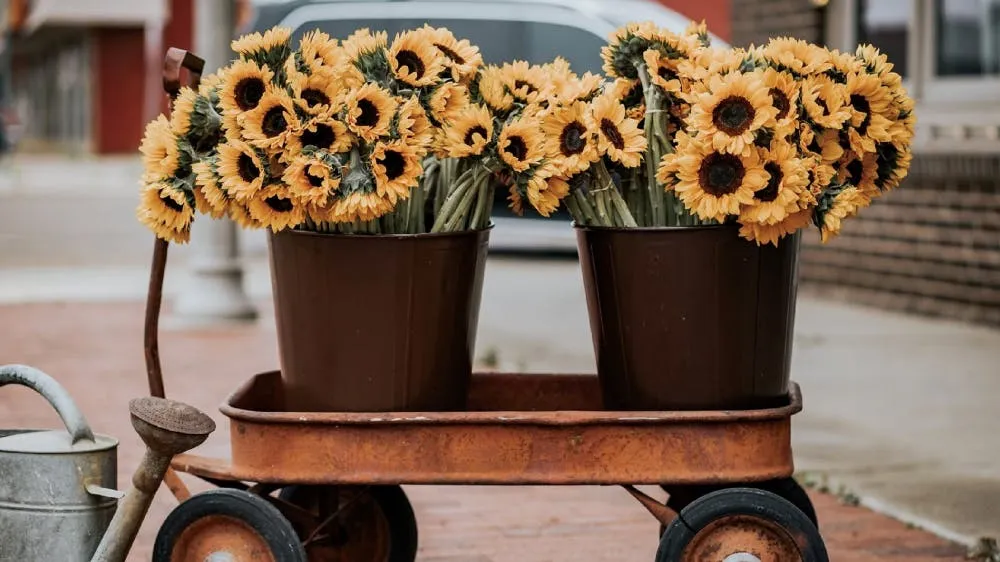 Tucker Floral – Some Unexpected Joy