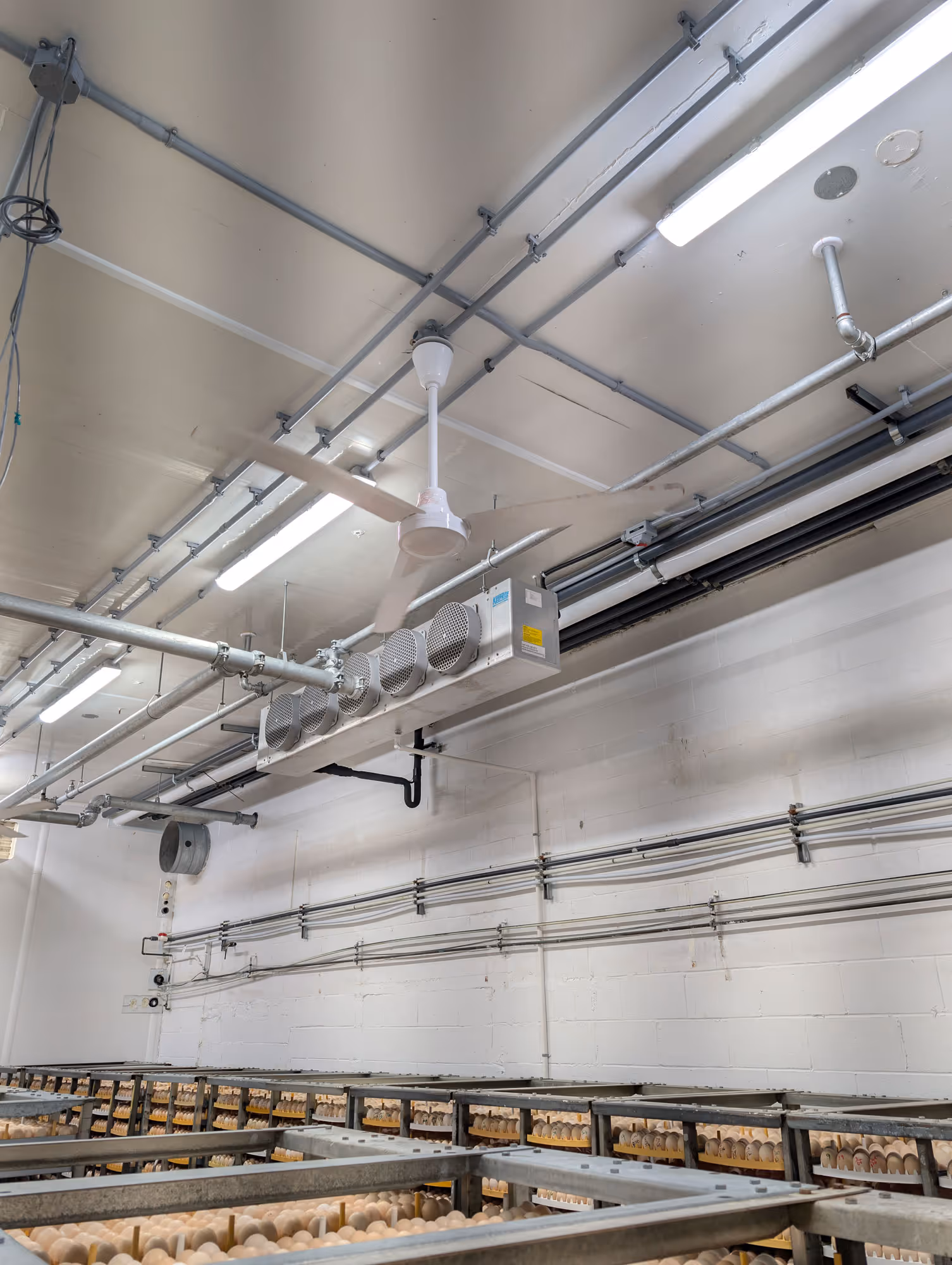 Vue intérieure d’une salle d’incubation avec des rangées d'œufs placés sur des plateaux métalliques, et un plafond équipé de ventilateurs, de luminaires et de tuyaux.