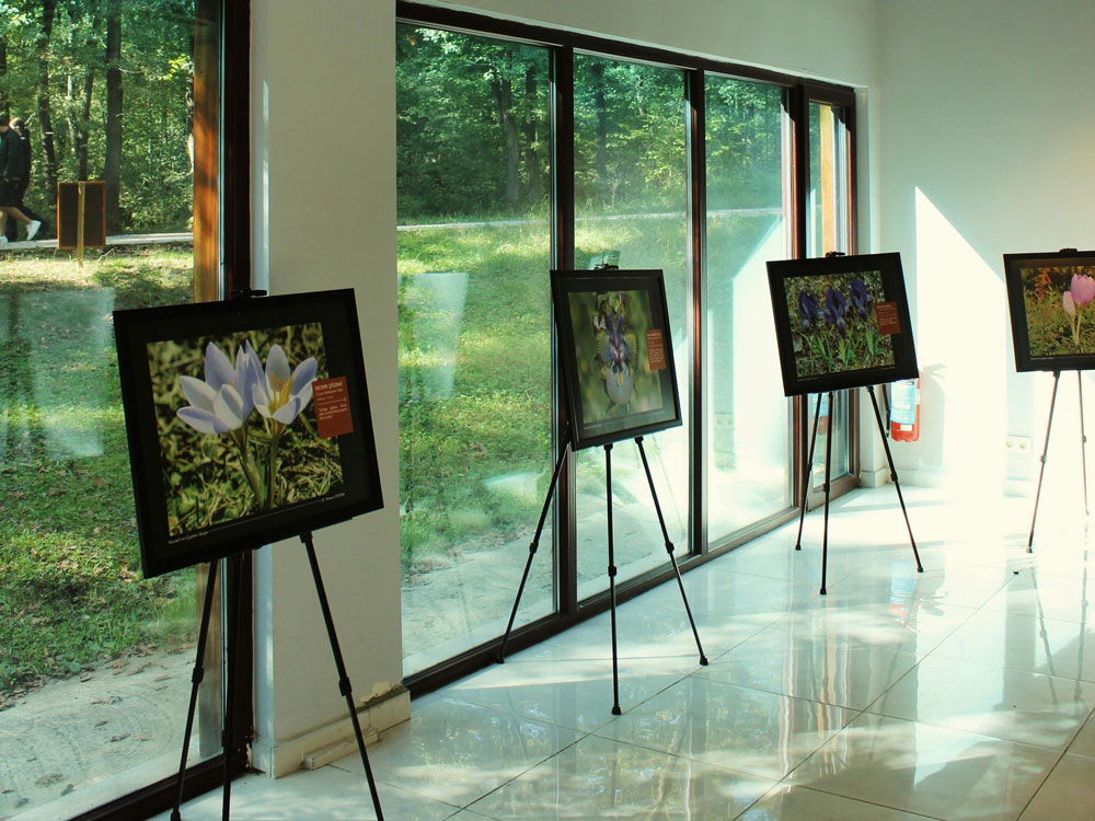 Gallery with four framed flower photos displayed on easels near large windows overlooking greenery.