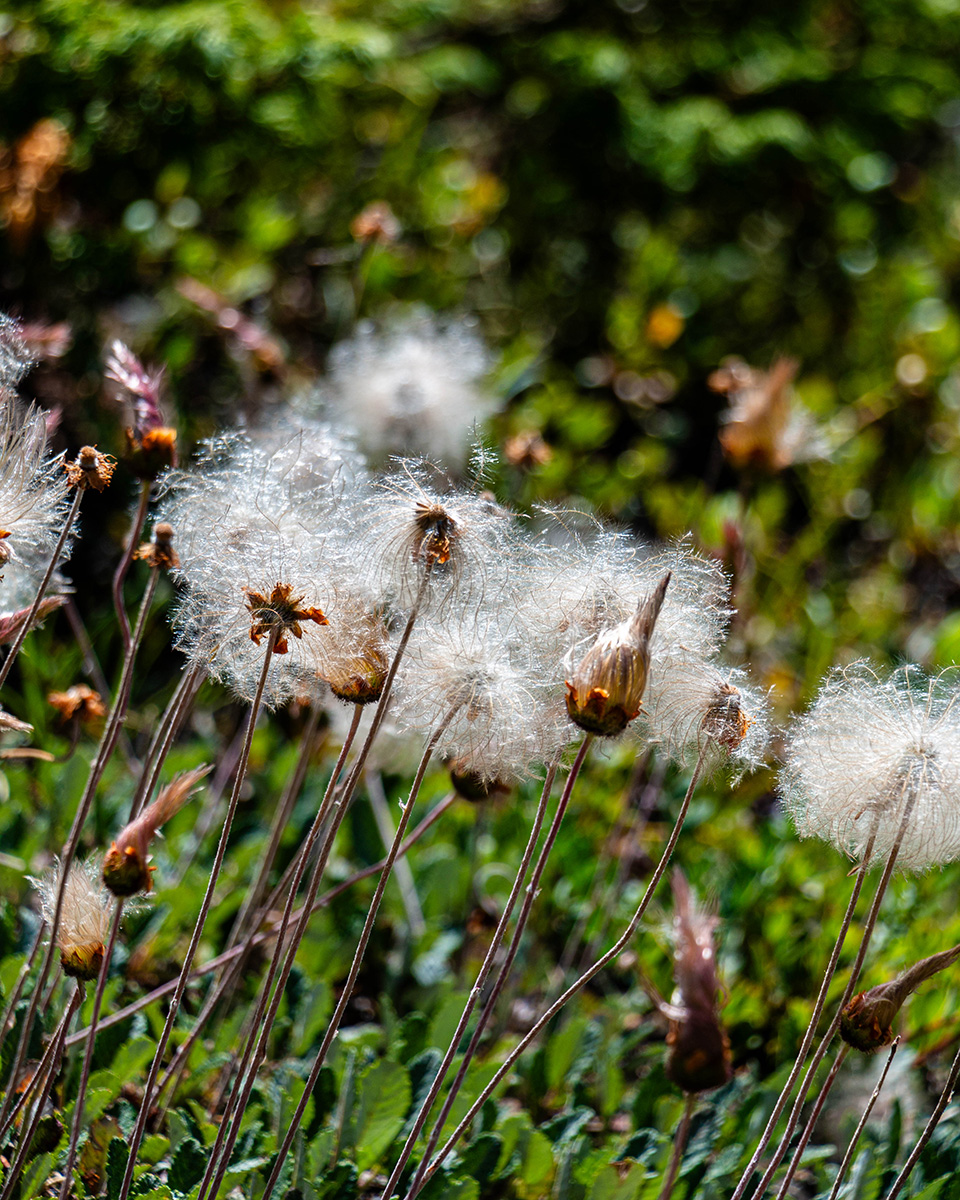 Placeholder: Picture of Dandelions 
