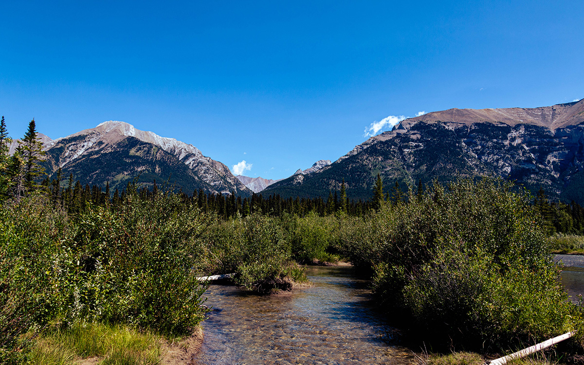 Placeholder :  small stream with plants and marsh in the background