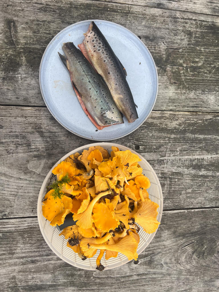 Two brown trout fillets on a blue plate above a white bowl filled with fresh orange chanterelle mushrooms, resting on a weathered wooden surface.
