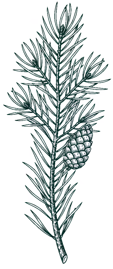 illustration of scots pine branch and cone