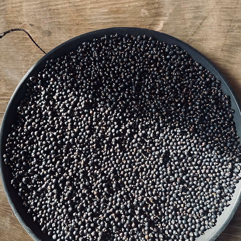 juniper berries ready for processing