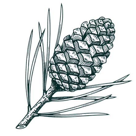 pine cone