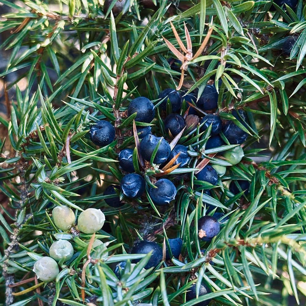 juniper berries on bush