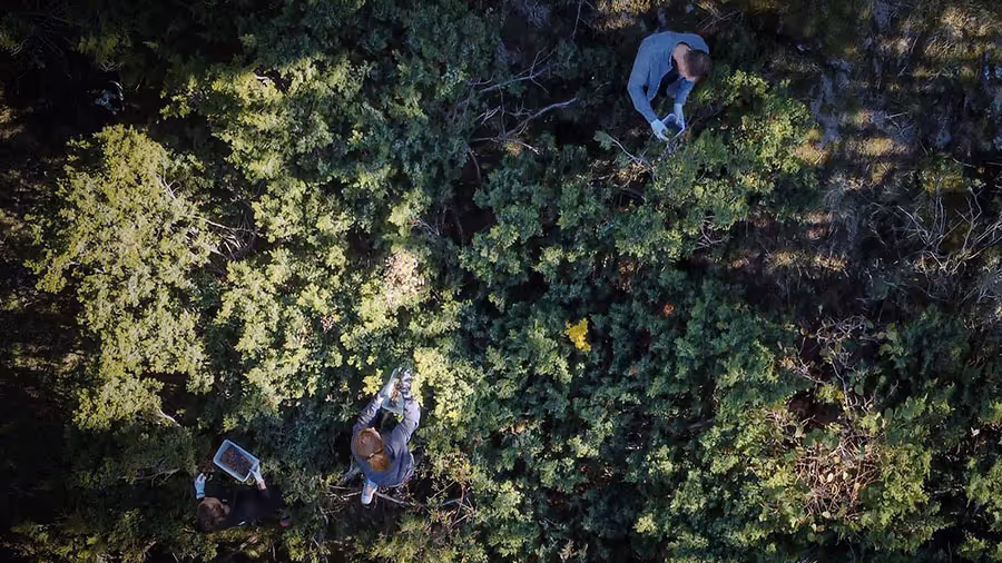 Dues persones recollint plantes en un bosc vist des de dalt.