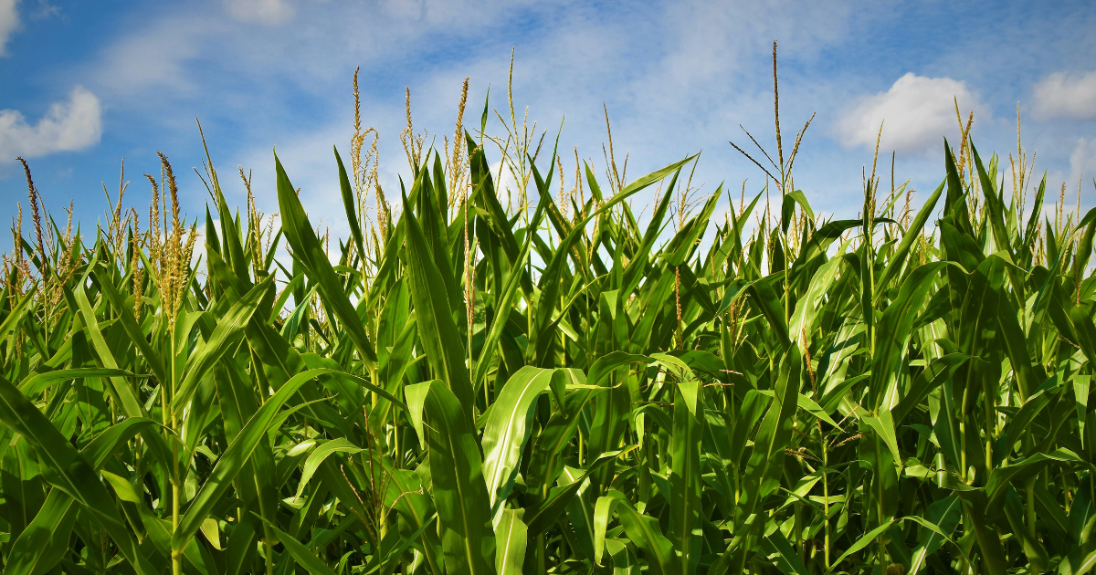 Cornfield