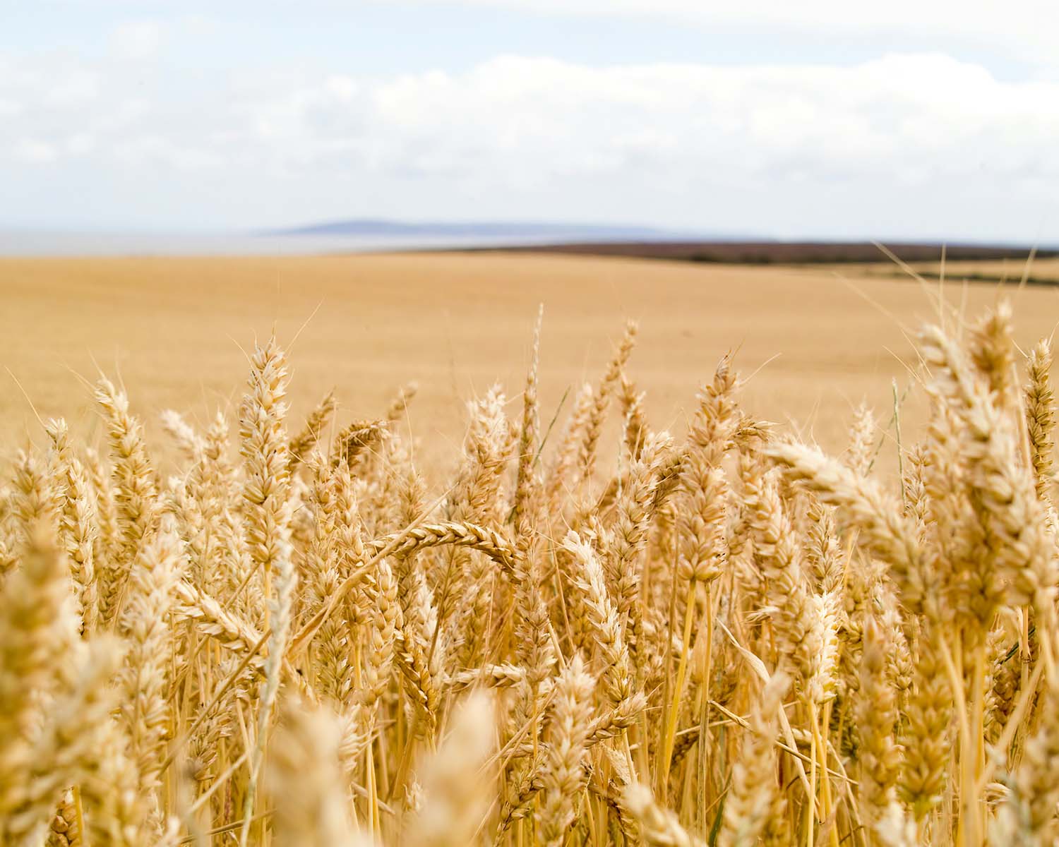 image of sustainable agriculture