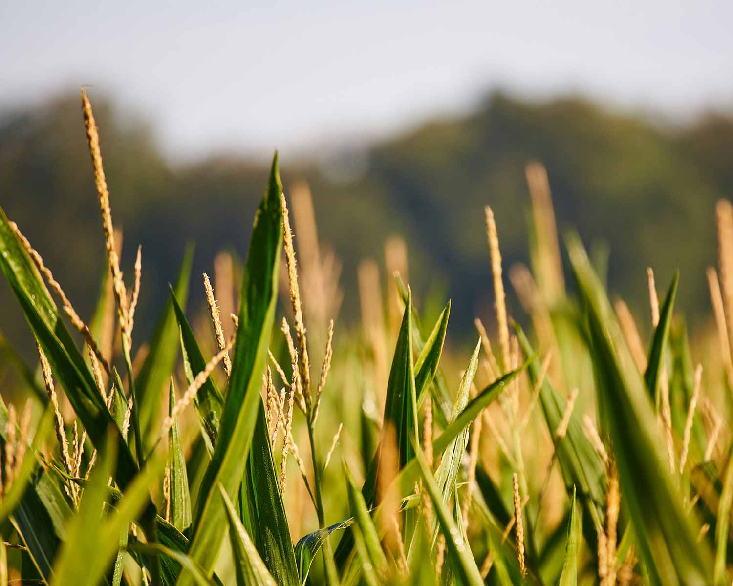 image of sustainable agriculture