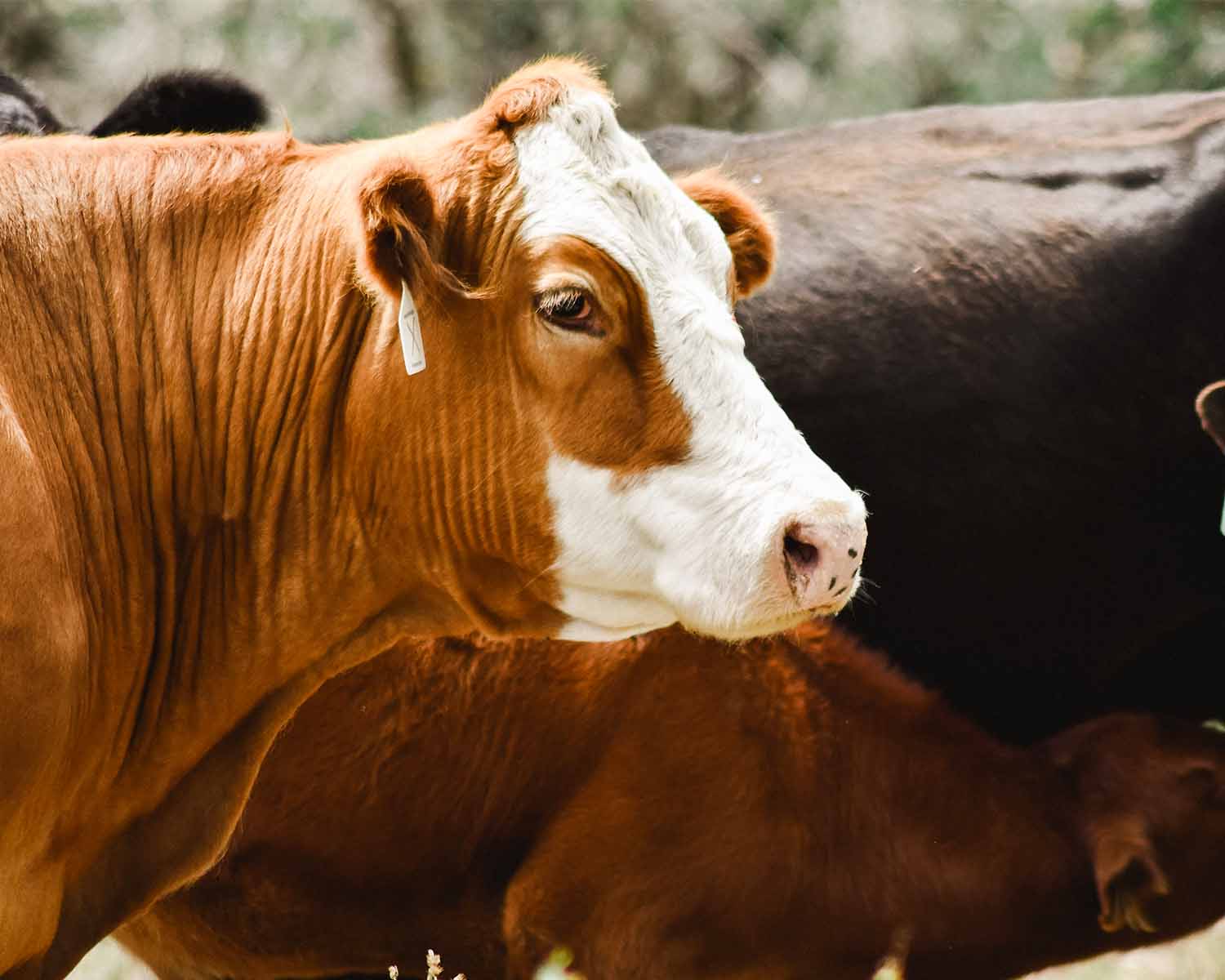 image of sustainable agriculture