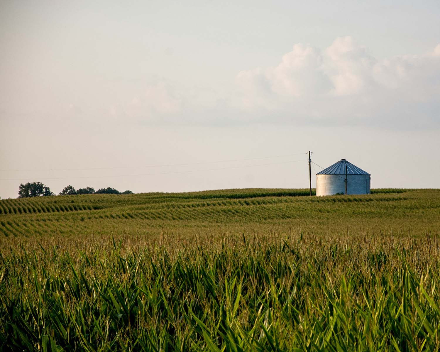 image of sustainable agriculture