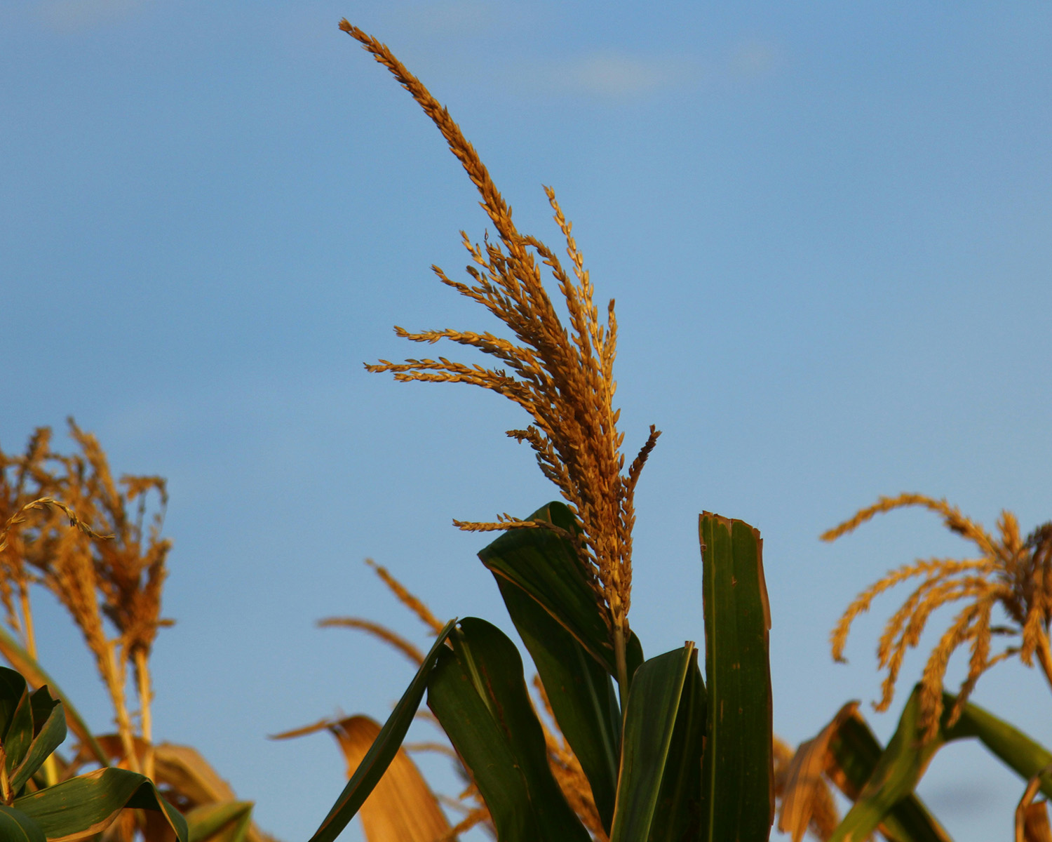 image of sustainable agriculture