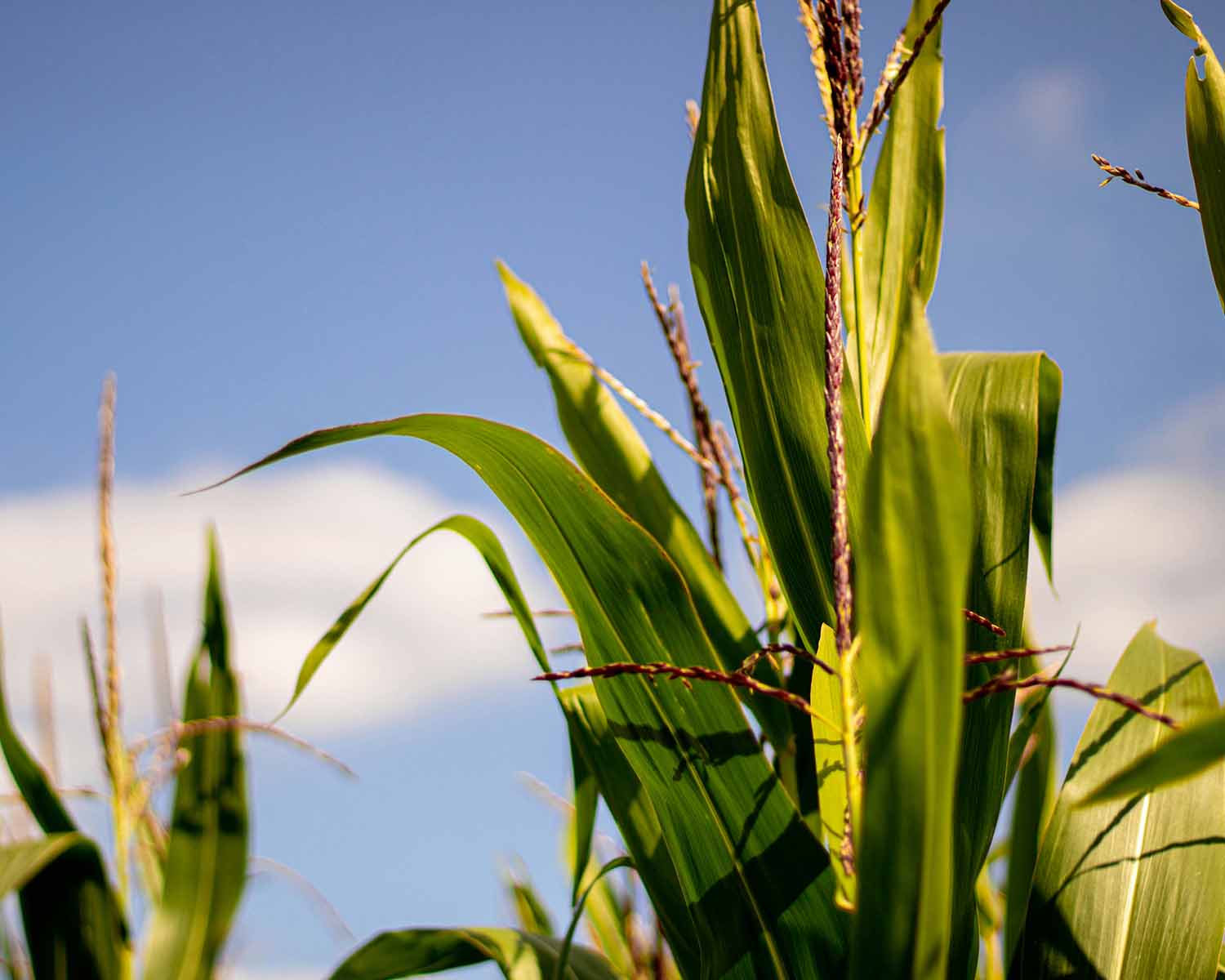 image of sustainable agriculture