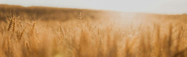 image of sustainable agriculture