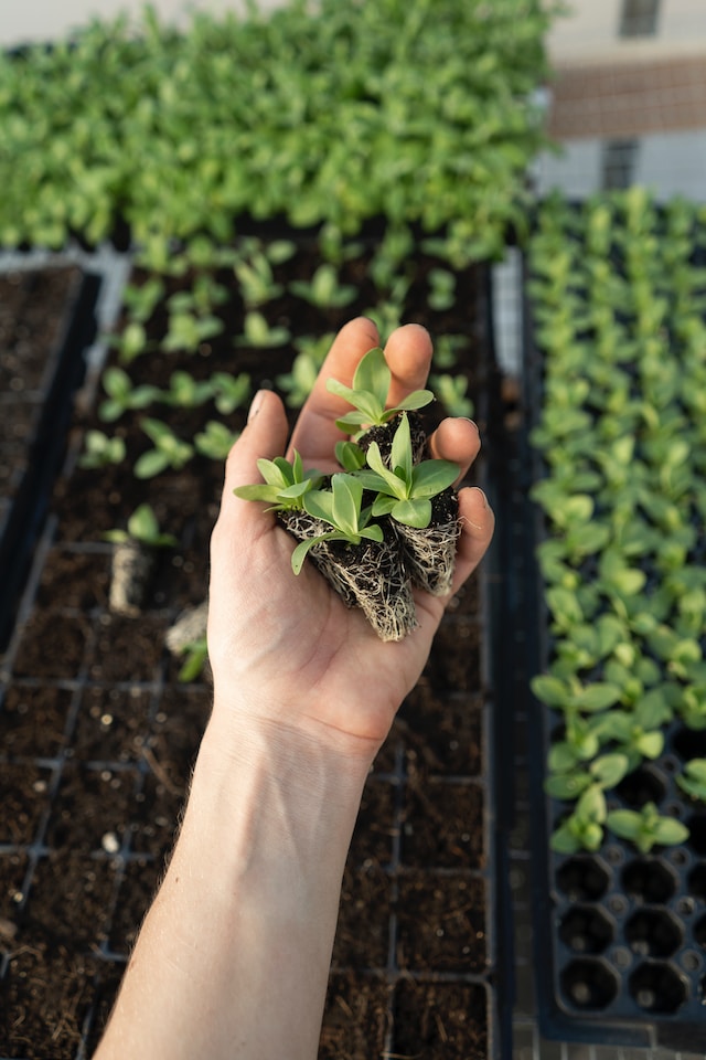 A Ritual To Connect: Communing With Plants