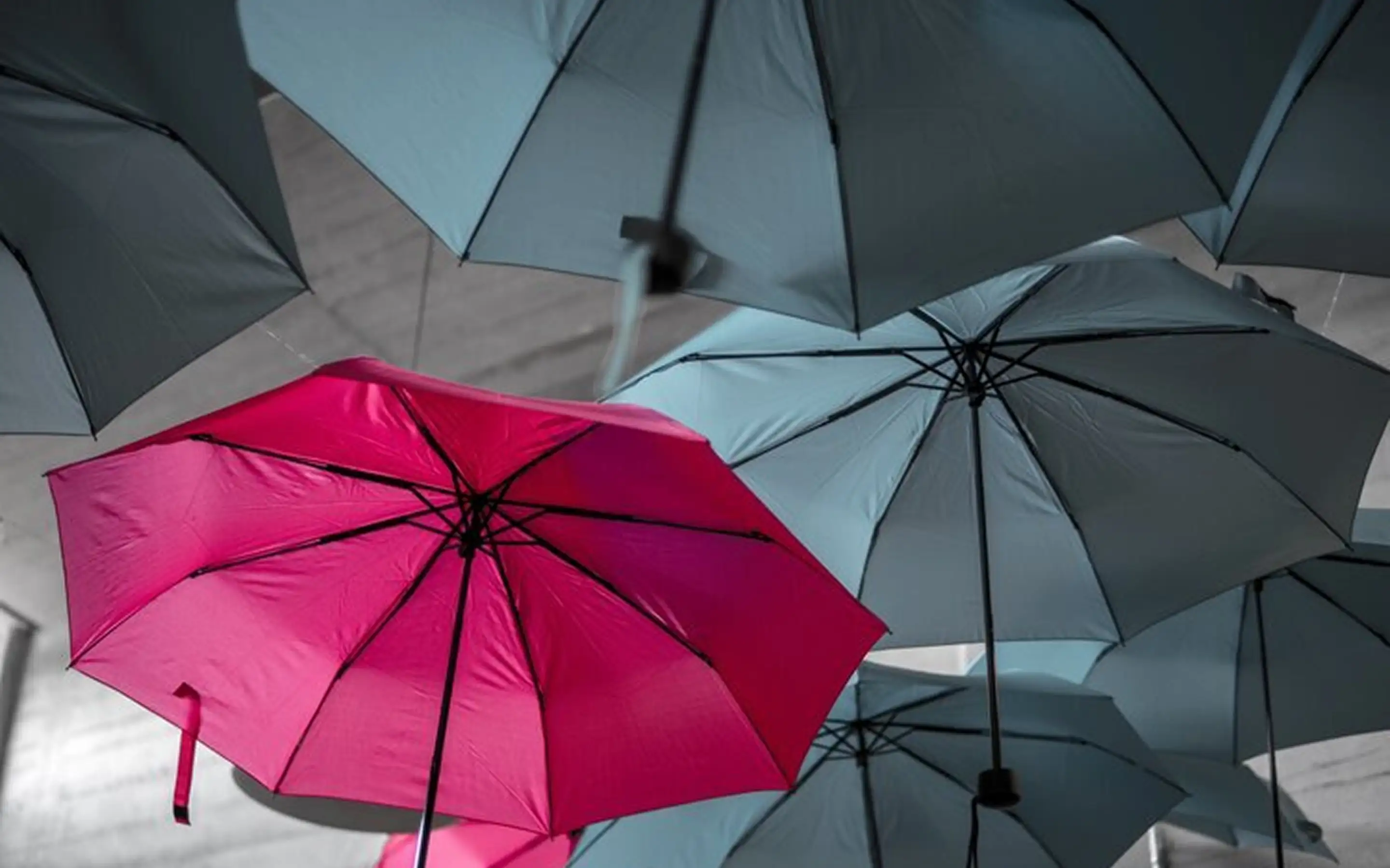 Image of gray umbrellas, one of which is pink